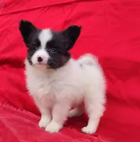 Tippy, a male Papillon for sale in Rutledge, AL – 2 of 4