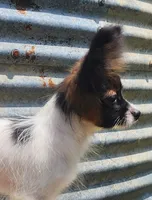Teddy, a female Papillon for sale in Rutledge, AL – 6 of 7