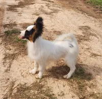 Cotton, a male Papillon for sale in Rutledge, AL – 4 of 8