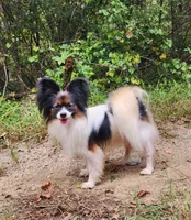 Teddy, a male Papillon for sale in Rutledge, AL – 6 of 6