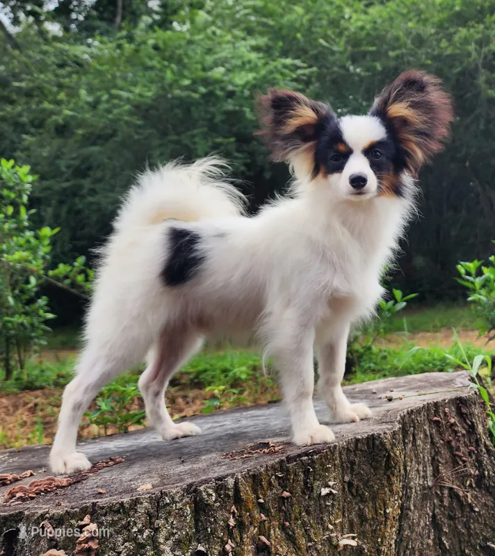 Cotton – Papillon puppy for sale in Rutledge, AL
