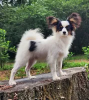 Cotton, a male Papillon for sale in Rutledge, AL – 1 of 9