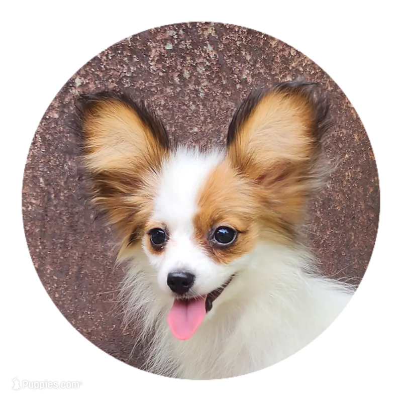Bouquet  – Papillon puppy for sale in Rutledge, AL