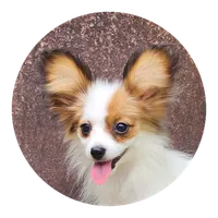 Bouquet , a female Papillon for sale in Rutledge, AL – 1 of 7