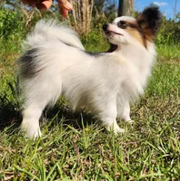 Raccoon , a male Papillon for sale in Rutledge, AL – 3 of 8