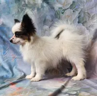 Raccoon , a male Papillon for sale in Rutledge, AL – 5 of 8