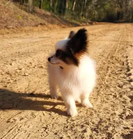 Raccoon , a male Papillon for sale in Rutledge, AL – Photo 7 of 10