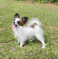Raccoon , a male Papillon for sale in Rutledge, AL – 2 of 8