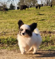 Raccoon , a male Papillon for sale in Rutledge, AL – Photo 2 of 10