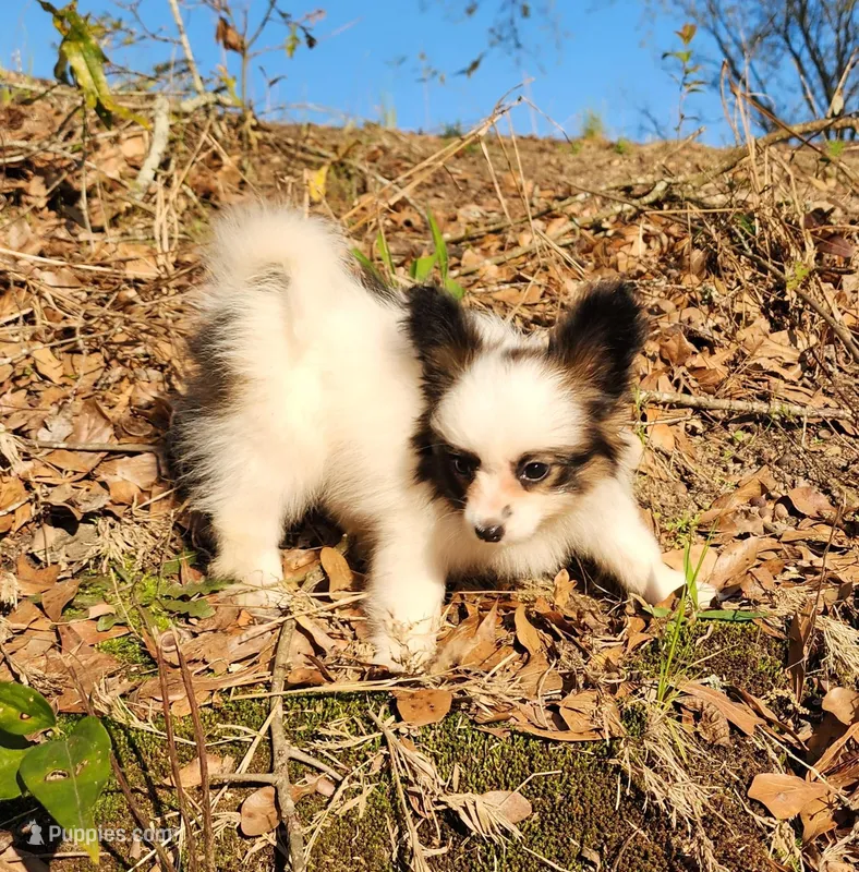 Raccoon  – Papillon puppy for sale in Rutledge, AL