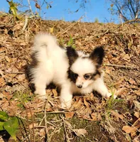 Raccoon , a male Papillon for sale in Rutledge, AL – Photo 1 of 10
