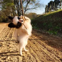 Raccoon , a male Papillon for sale in Rutledge, AL – Photo 8 of 10