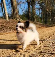 Raccoon , a male Papillon for sale in Rutledge, AL – Photo 6 of 10