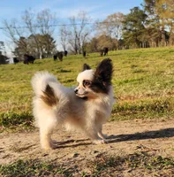 Raccoon , a male Papillon for sale in Rutledge, AL – Photo 3 of 10