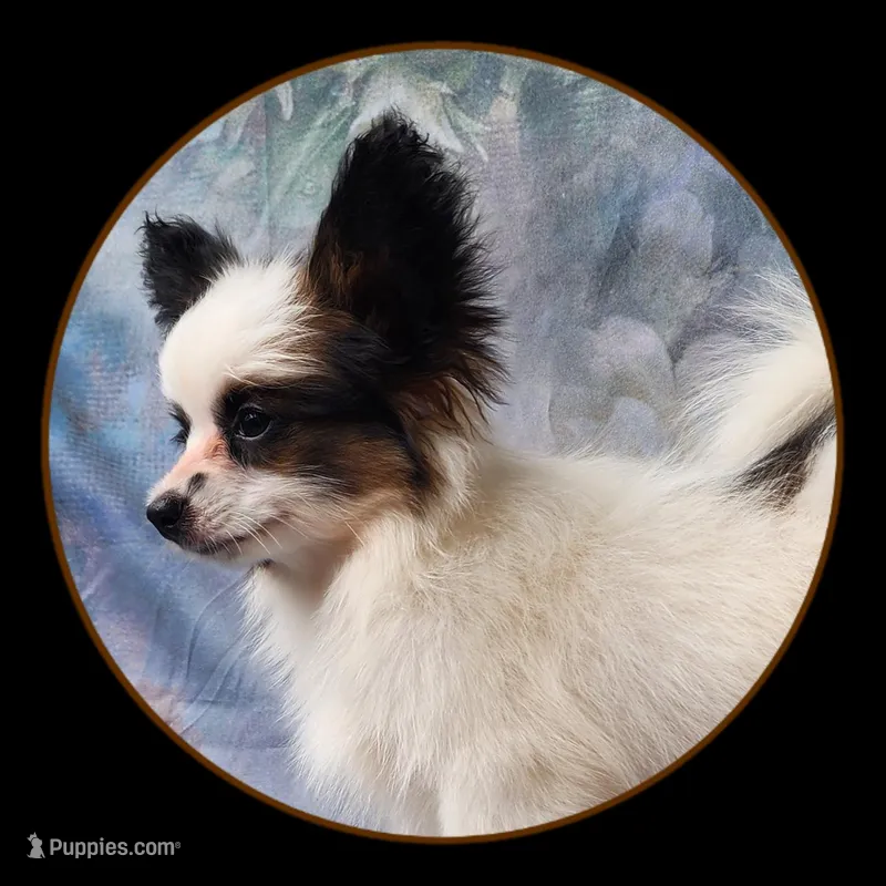 Raccoon  – Papillon puppy for sale in Rutledge, AL