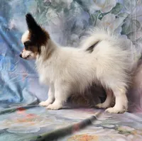 Raccoon , a male Papillon for sale in Rutledge, AL – 6 of 8