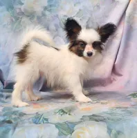 Raccoon , a male Papillon for sale in Rutledge, AL – 4 of 8