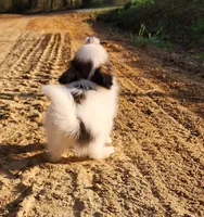 Raccoon , a male Papillon for sale in Rutledge, AL – Photo 5 of 10