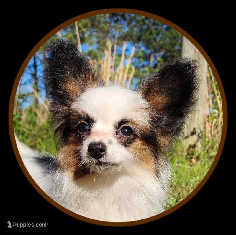 Raccoon  – Papillon puppy for sale in Rutledge, AL