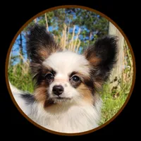 Raccoon , a male Papillon for sale in Rutledge, AL – 1 of 8