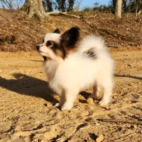 Raccoon , a male Papillon for sale in Rutledge, AL – Photo 4 of 10