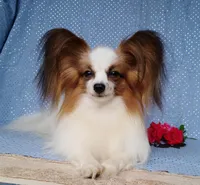 Raccoon , a male Papillon for sale in Rutledge, AL – Photo 10 of 10