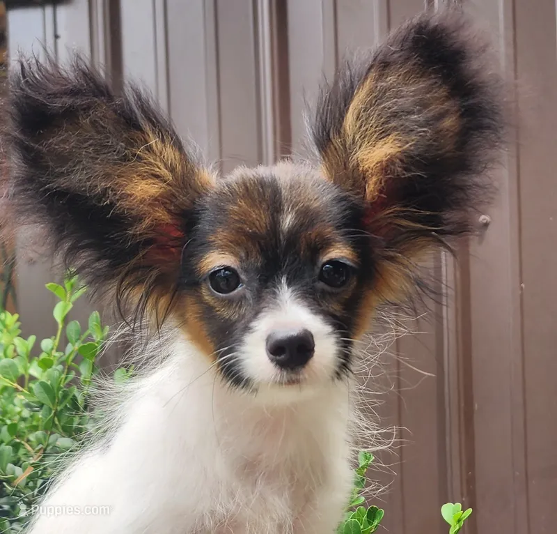 Teddy – Papillon puppy for sale in Rutledge, AL