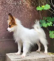 Bouquet , a female Papillon for sale in Rutledge, AL – 3 of 7