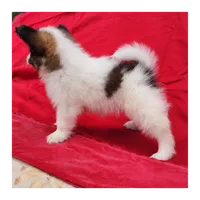 Tawny, a female Papillon for sale in Rutledge, AL – 2 of 5