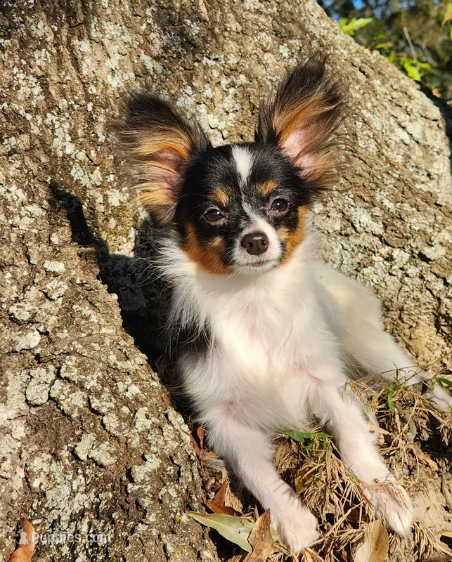 EUREKA  – Papillon puppy for sale in Rutledge, AL