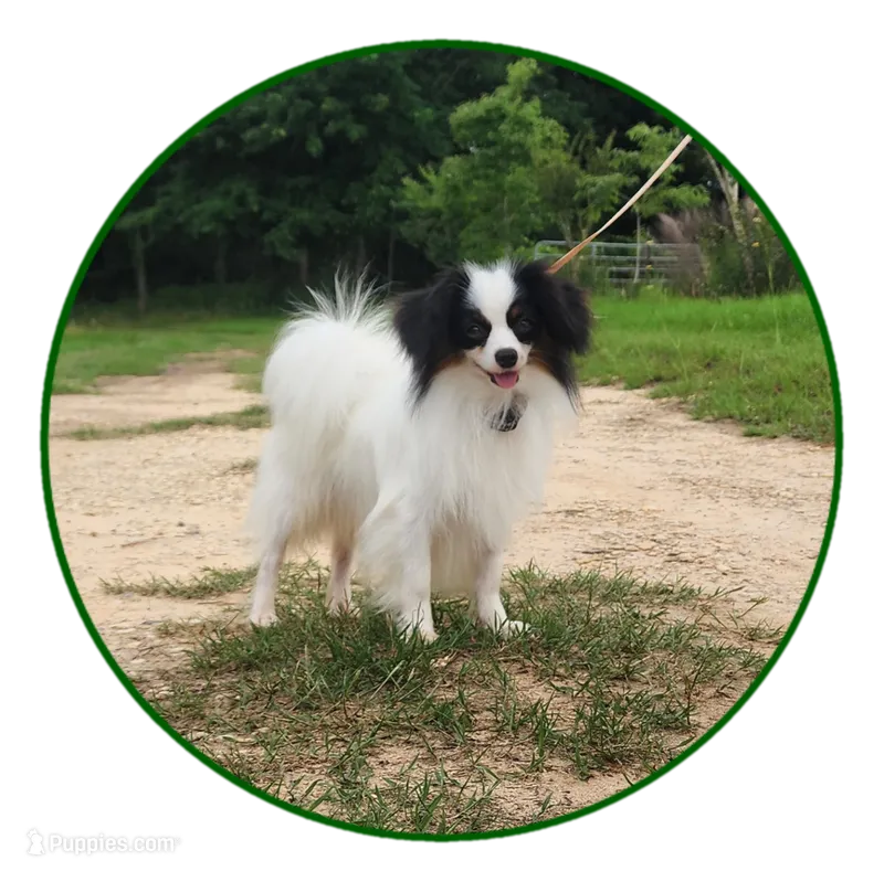 Diamond – Papillon puppy for sale in Rutledge, AL