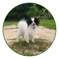 Diamond, a male Papillon for sale in Rutledge, AL – 1 of 7