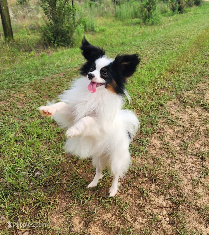 Diamond – Papillon puppy for sale in Rutledge, AL
