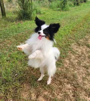 Diamond, a male Papillon for sale in Rutledge, AL – 4 of 7