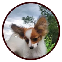 Vunder , a male Papillon for sale in Rutledge, AL – 4 of 5