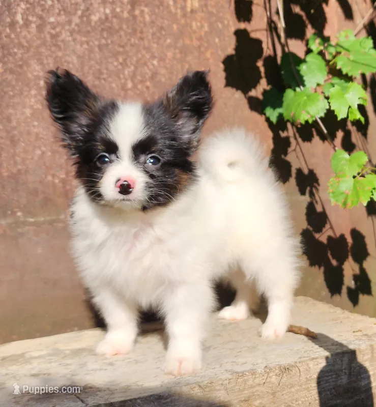 Tippy – Papillon puppy for sale in Rutledge, AL