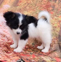 Presto, a female Papillon for sale in Rutledge, AL – 4 of 5