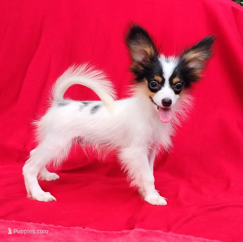 Bullion – Papillon puppy for sale in Rutledge, AL