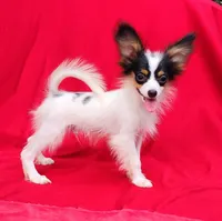 Bullion, a male Papillon for sale in Rutledge, AL – 3 of 7