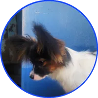 Teddy, a male Papillon for sale in Rutledge, AL – 2 of 6