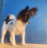 Teddy, a male Papillon for sale in Rutledge, AL – 4 of 6
