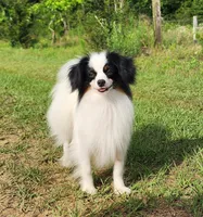 Diamond, a male Papillon for sale in Rutledge, AL – 3 of 7