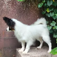 Cotton, a male Papillon for sale in Rutledge, AL – 5 of 9