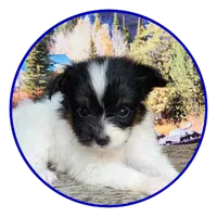 Lark, a male Papillon for sale in Rutledge, AL – 4 of 6