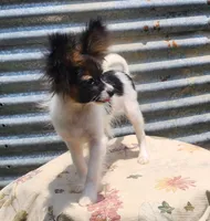 Teddy, a female Papillon for sale in Rutledge, AL – 3 of 7