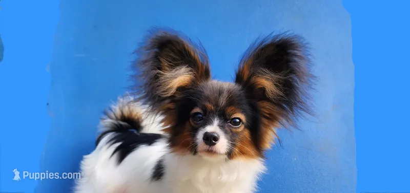 Teddy – Papillon puppy for sale in Rutledge, AL