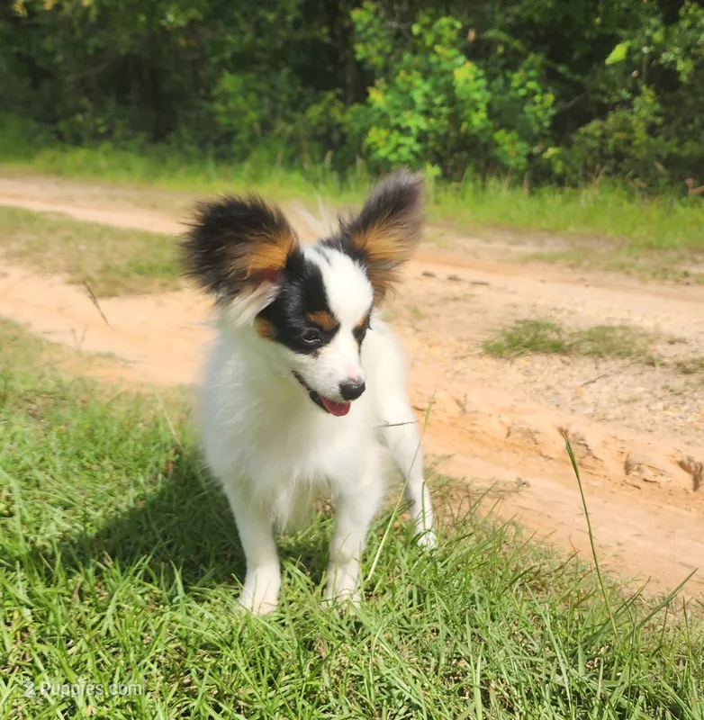 Cotton – Papillon puppy for sale in Rutledge, AL