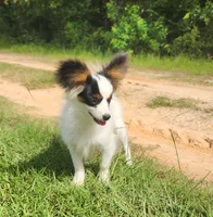 Cotton, a male Papillon for sale in Rutledge, AL – 1 of 8
