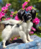 Teddy, a male Papillon for sale in Rutledge, AL – 5 of 6