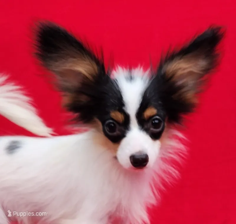 Bullion – Papillon puppy for sale in Rutledge, AL
